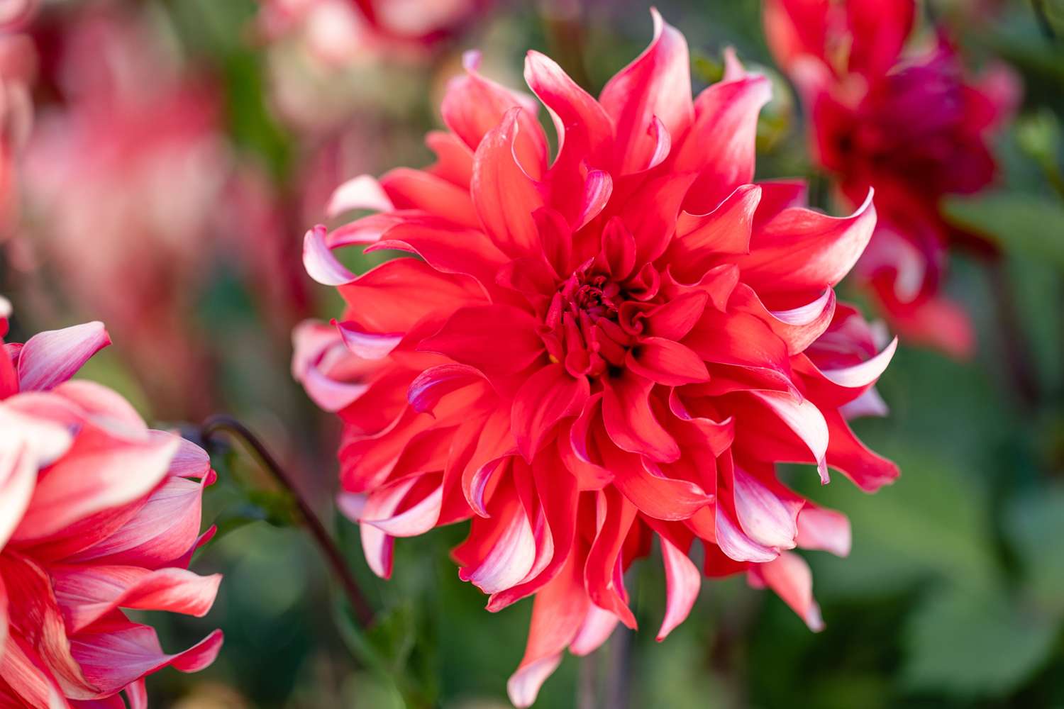 Dahlia 'Red Labyrinth'